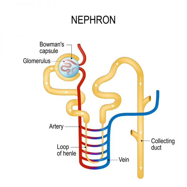 Datei:Nephron.jpg