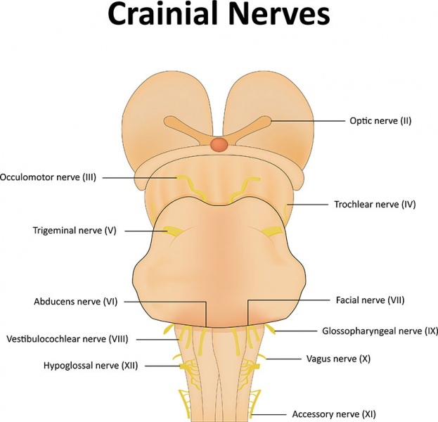 Datei:Nervus abducens.jpg