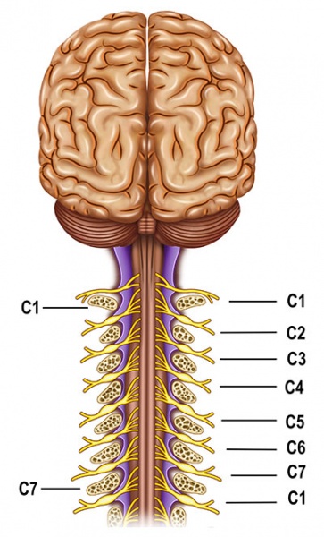 Datei:Nervus auricularis magnus.jpg