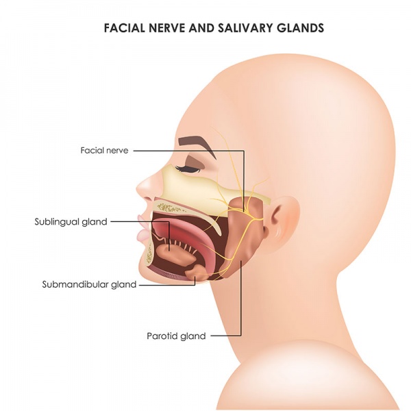 Datei:Nervus facialis.jpg