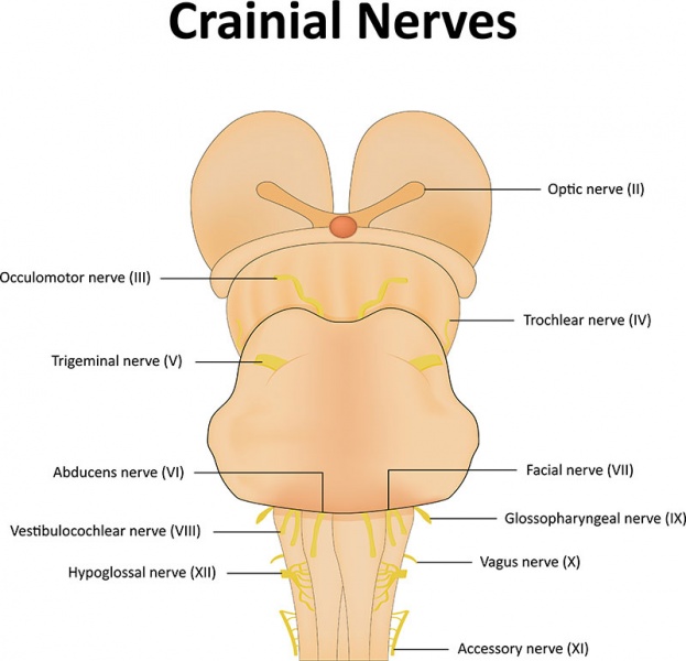 Datei:Nervus hypoglossus.jpg