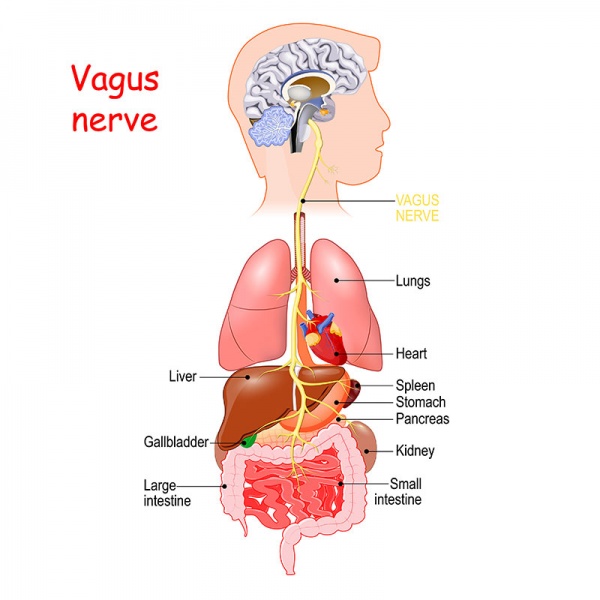 Datei:Nervus vagus.jpg