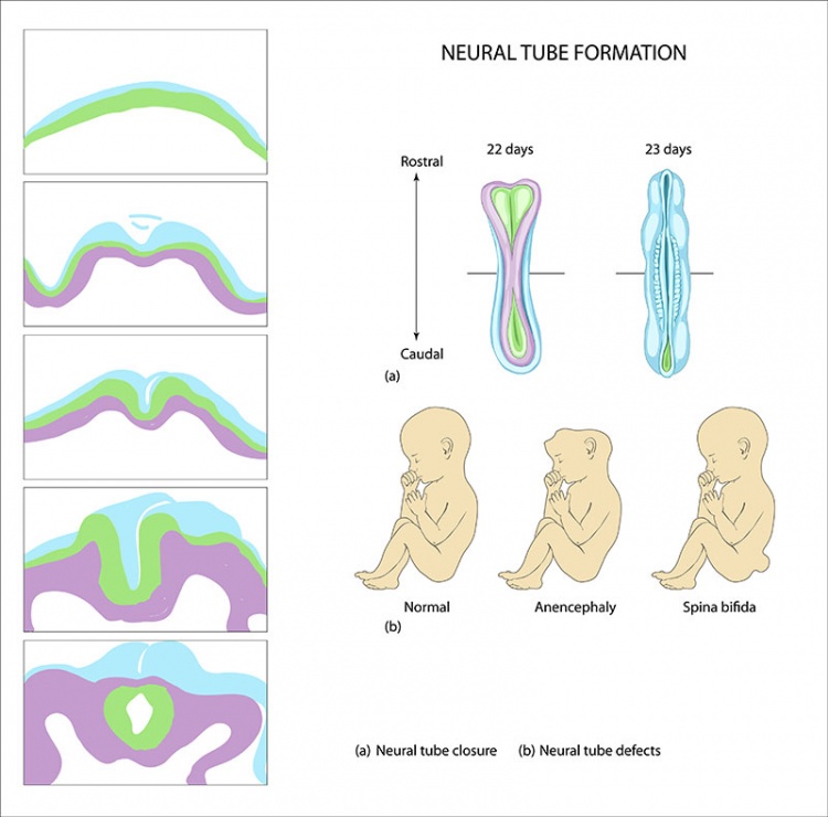 Neuralrohr - Aufbau, Funktion & Krankheiten | MedLexi.de