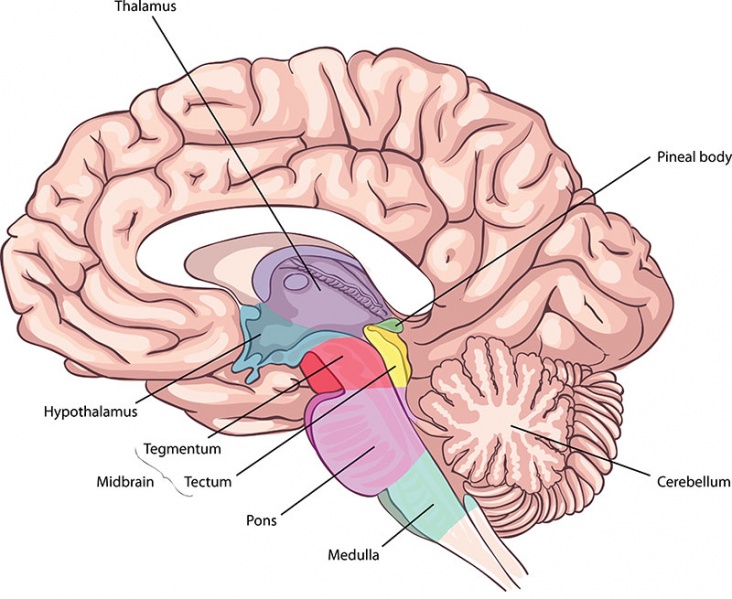 Datei:Nucleus subthalamicus.jpg