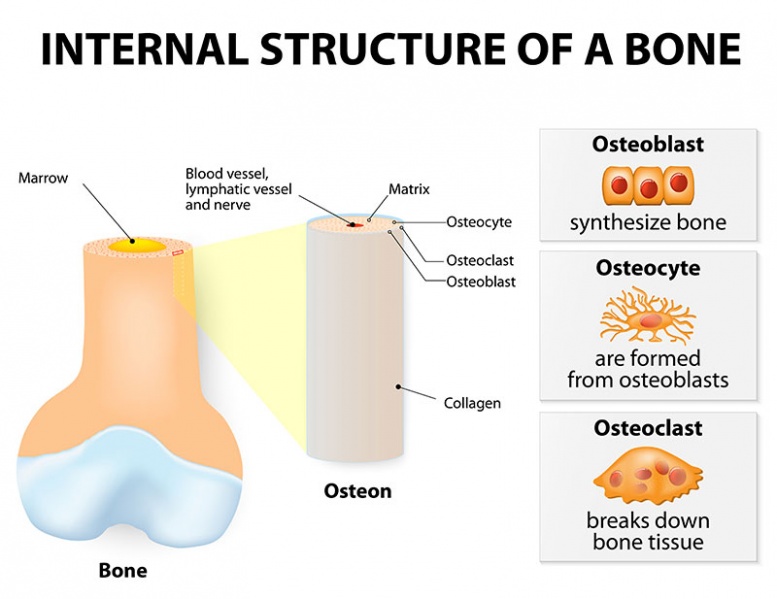 Datei:Osteoblasten.jpg