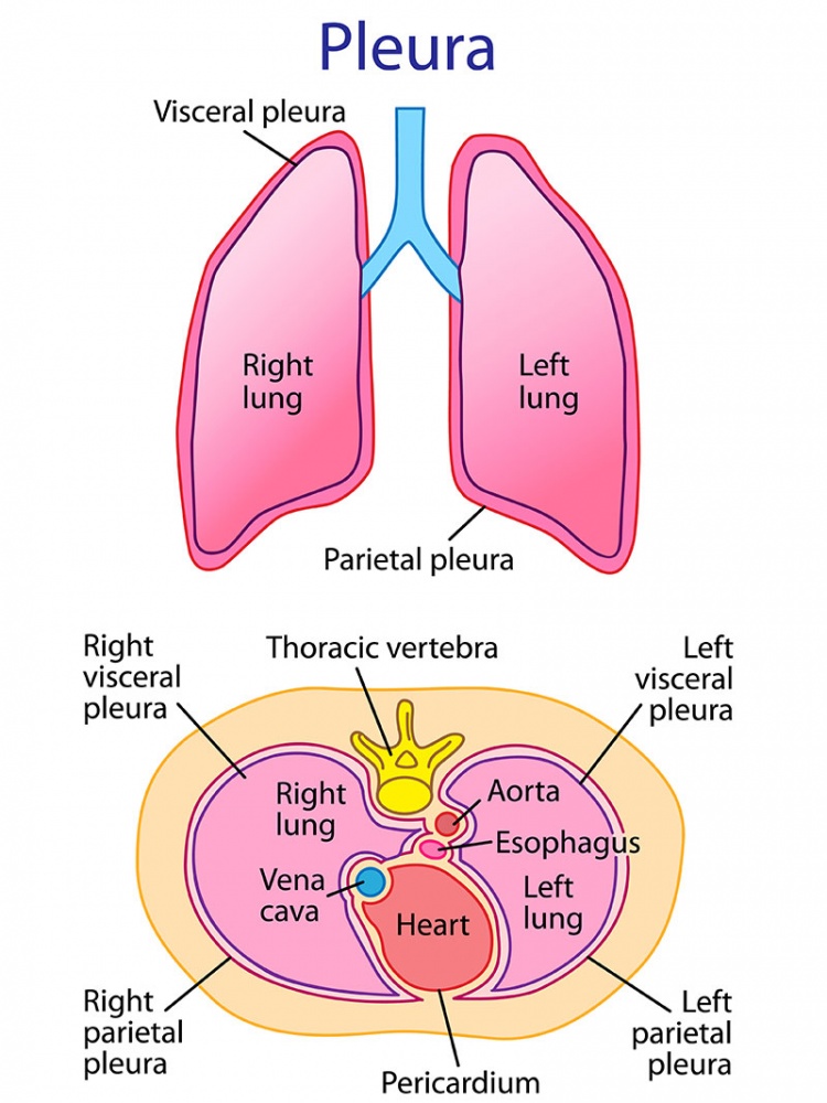 Pleura Aufbau Und Funktion Lecturio