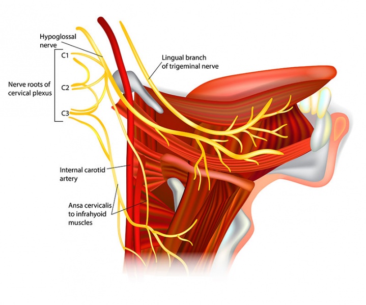 Datei:Plexus cervicalis.jpg