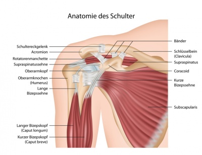 Schulterblatt Aufbau Funktion Krankheiten MedLexi de
