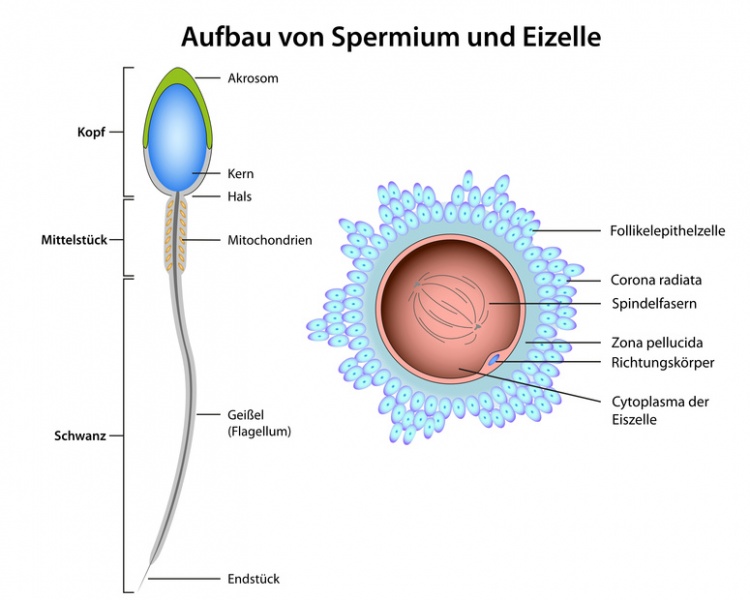 Datei:Sperma Eizelle.jpg