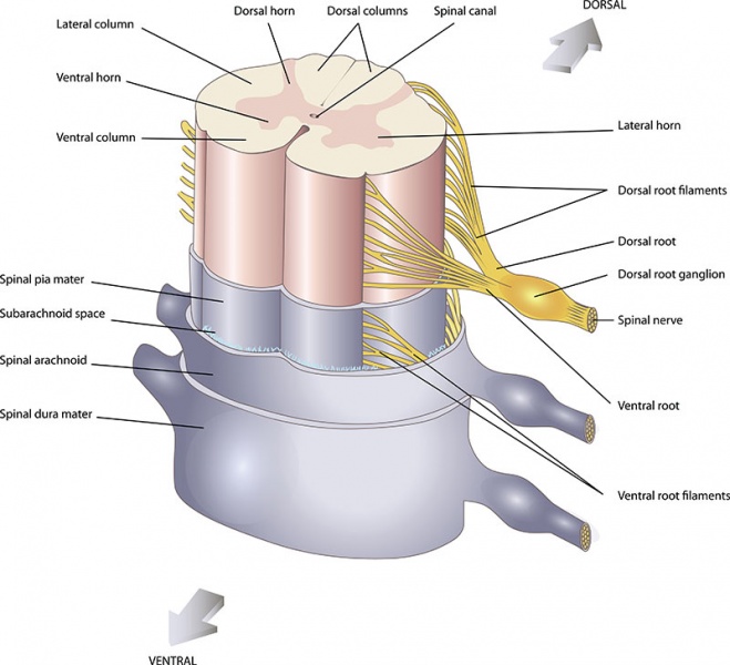 Datei:Spinalnerven.jpg