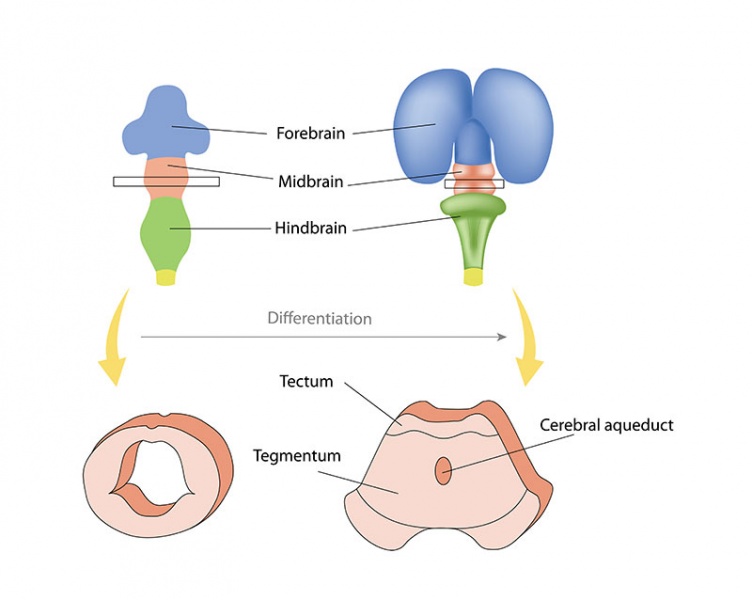 Datei:Tegmentum.jpg