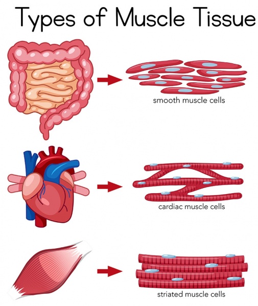 Datei:Tropomyosin.jpg