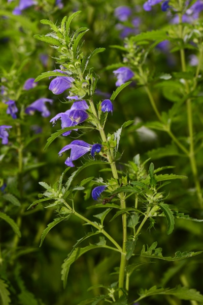 Türkischer Drachenkopf Vorkommen, Inhaltsstoffe & Medizinische