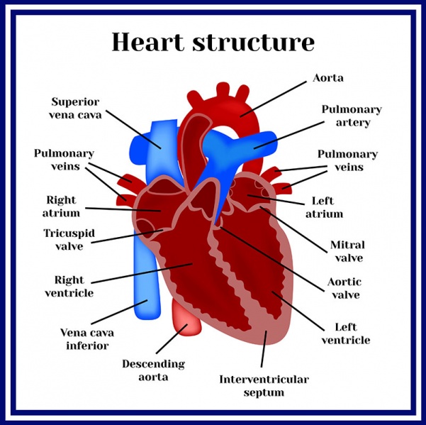 Datei:Vena cava inferior.jpg