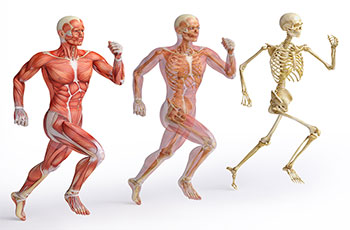 Anatomie A bis Z